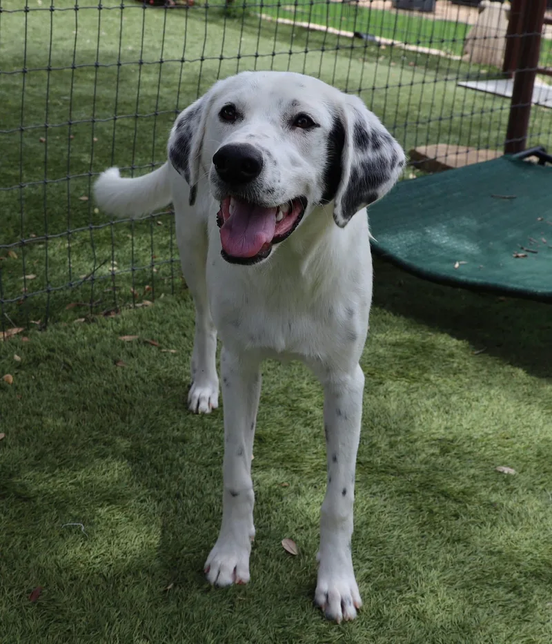 Winston thumbnail 4