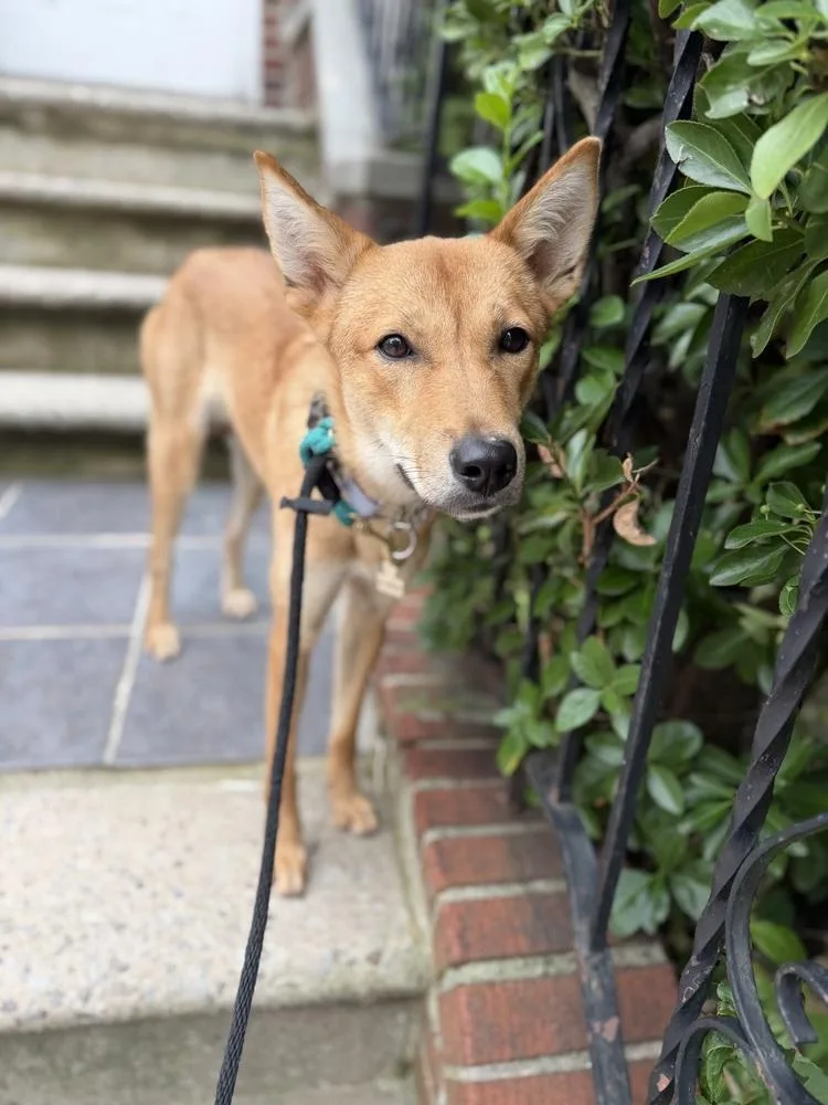 A baby medium-sized female Jindo dog named Kuni for adoption in Long Island City, NY