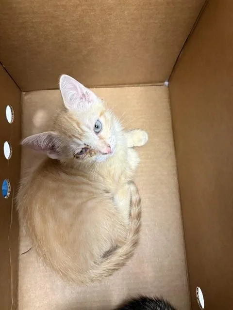 A baby small-sized male Domestic Short Hair cat named Frank for adoption in Jacksonville, FL