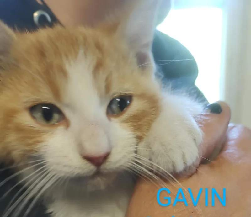 Gavin thumbnail 3