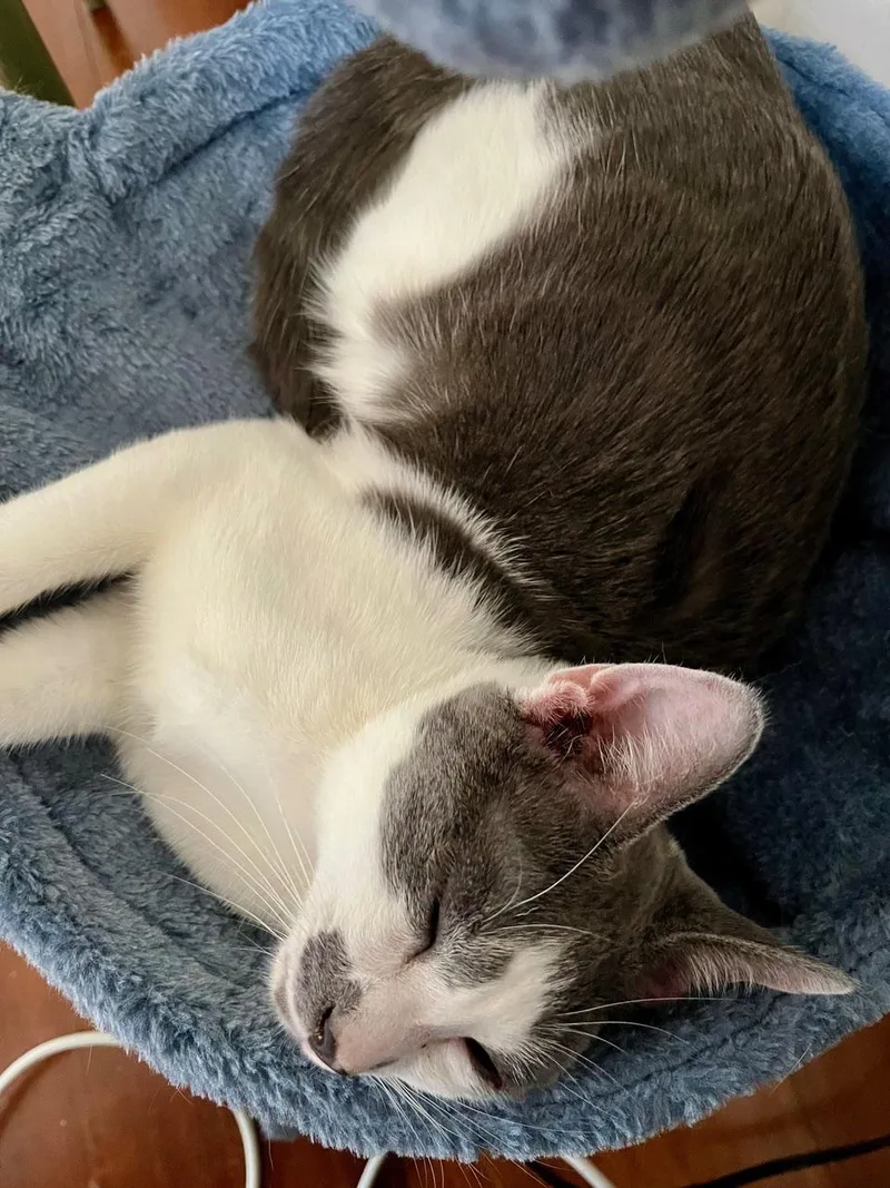 Headley & Lamar  thumbnail 3