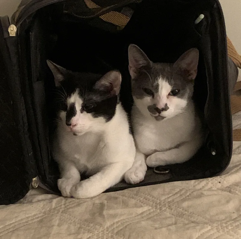 Headley & Lamar  thumbnail 4