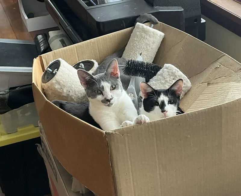 Headley & Lamar  thumbnail 5