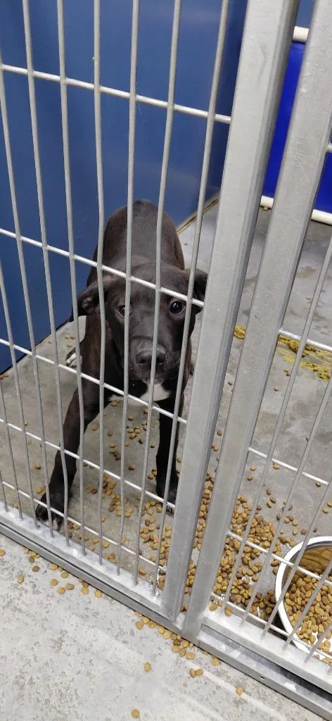 A baby medium-sized male Mixed Breed dog named Carson for adoption in Henderson, NC