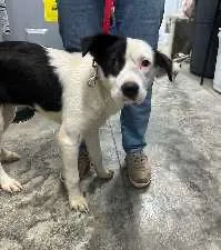 A young medium-sized female Bicolor Border Collie dog named Demi for adoption in Scottsburg, IN