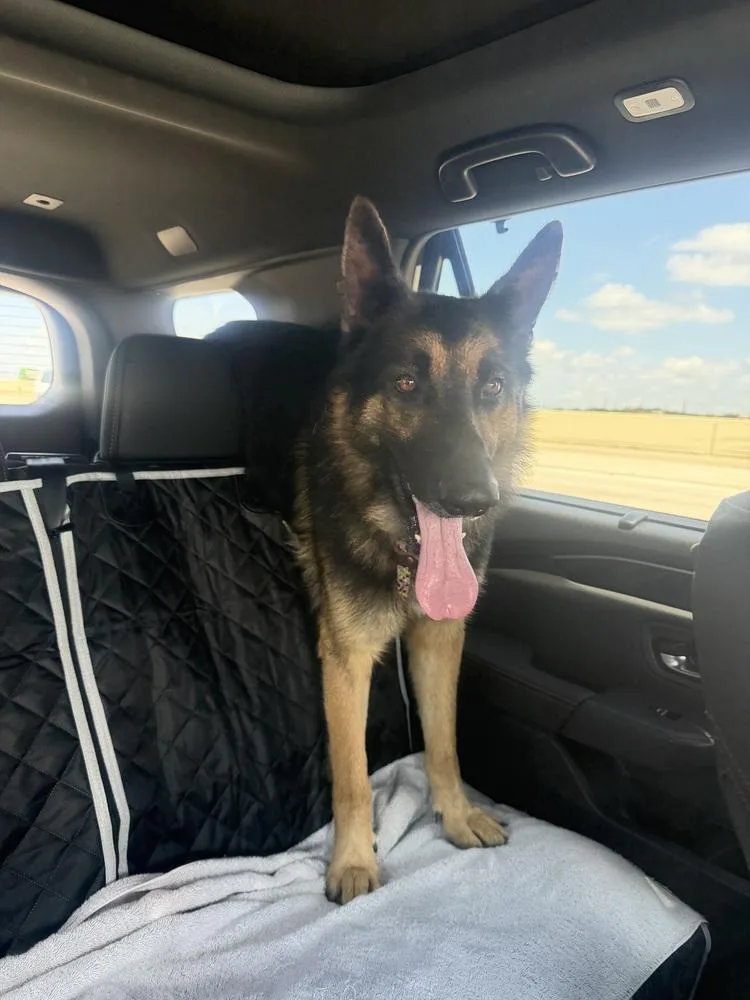 An adult large-sized male Brown / Chocolate German Shepherd Dog dog named Clue for adoption in Houston, TX