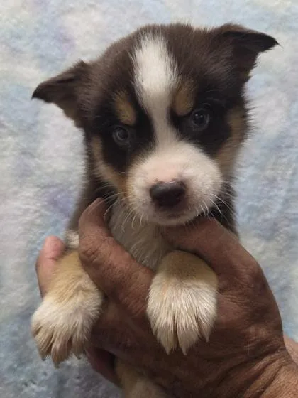 A baby small-sized male Siberian Husky dog named Reese for adoption in Malvern, PA