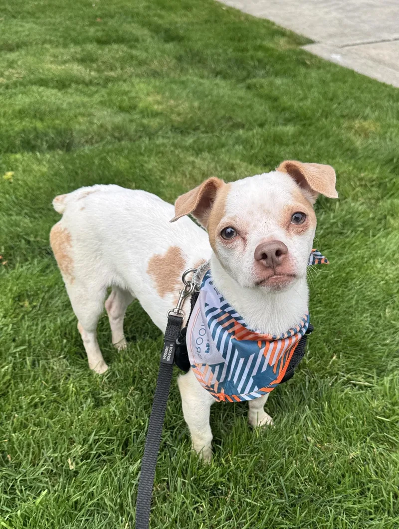 A young small-sized male Jack Russell Terrier dog named Theo for adoption in lynnwood , WA