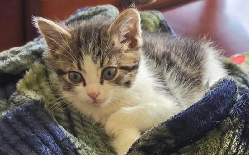 A baby medium-sized male Tabby (Gray / Blue / Silver) Tabby cat named Reggie for adoption in York, NE