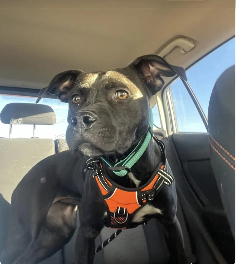 Cocoa The Sweet Cuddler