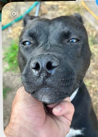 Cocoa The Sweet Cuddler thumbnail 3