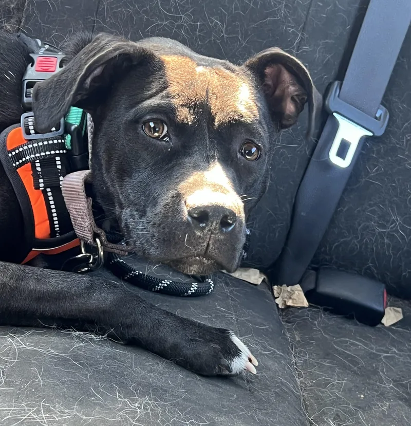 Cocoa The Sweet Cuddler thumbnail 4