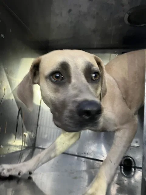 A young medium-sized female Mixed Breed dog named Annie for adoption in Dallas, TX