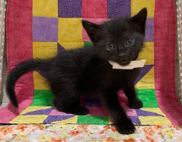 A young small-sized female Domestic Short Hair cat named Phoenix for adoption in Riverside, CA
