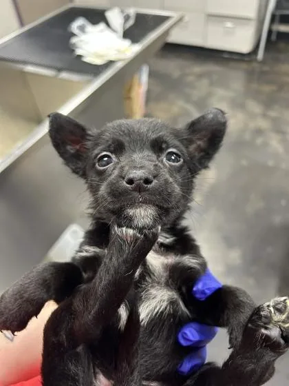 A baby small-sized female Mixed Breed dog named Santos for adoption in Memphis, TN