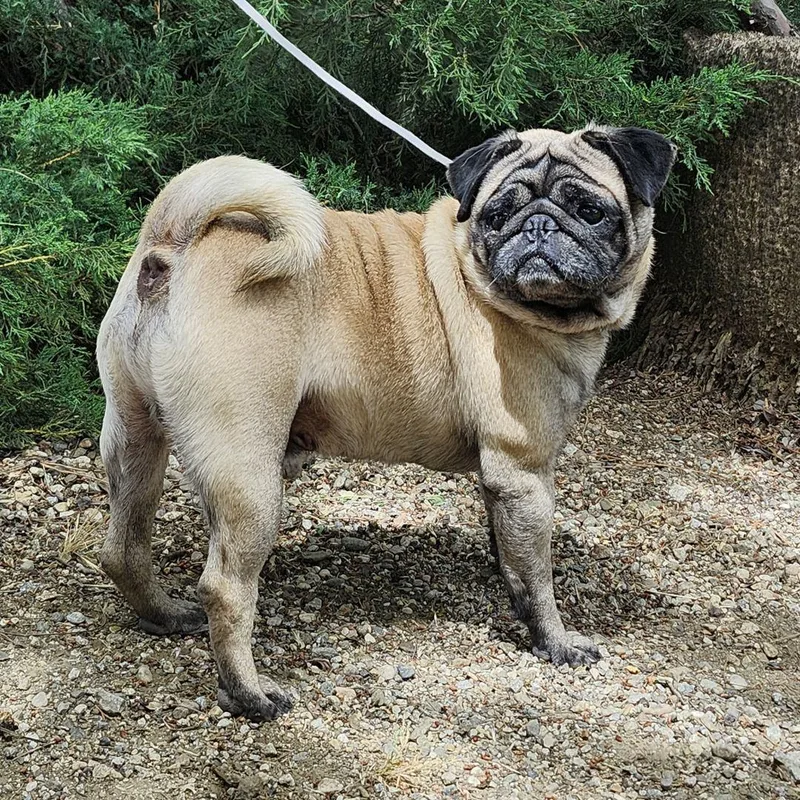 An adult small-sized male Yellow / Tan / Blond / Fawn Pug dog named Cacheton for adoption in Burbank, CA
