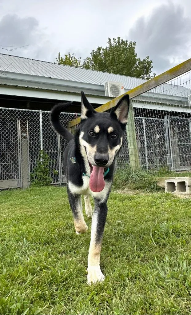 A baby large-sized male Shepherd dog named Bear for adoption in Hudson, NY