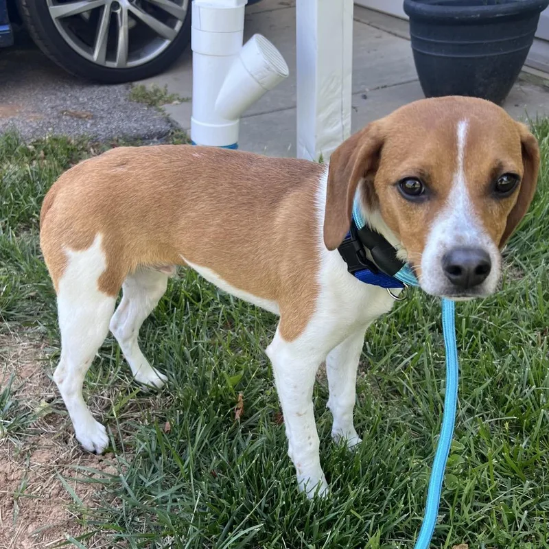 A young small-sized male Red / Chestnut / Orange Beagle dog named Yoshi for adoption in Rockville, MD