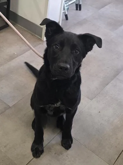 An adult medium-sized male Labrador Retriever dog named Elvis for adoption in West Chester, PA