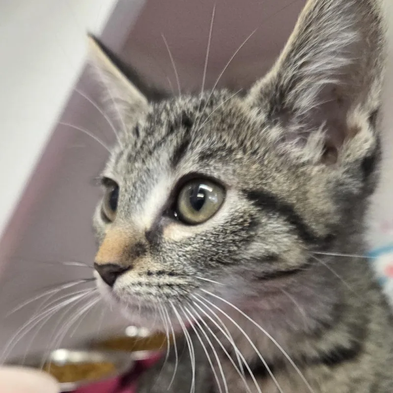 A baby small-sized female Domestic Short Hair cat named Ghost Pepper for adoption in Voorhees, NJ