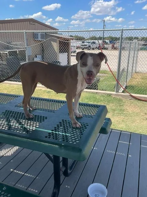 A baby medium-sized female Mixed Breed dog named Phoebe for adoption in Sunnyvale, TX