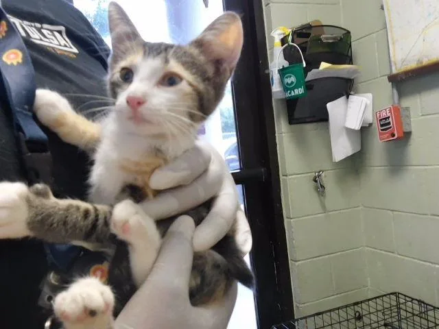A baby small-sized female Domestic Short Hair cat named Oven for adoption in Tulsa, OK