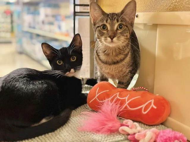 Harlequin thumbnail 3