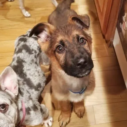 Fritz  Coming Soon thumbnail 2