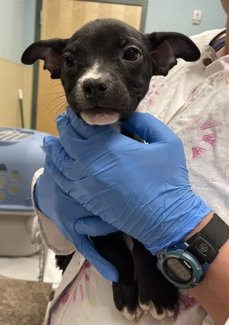 A baby medium-sized female Boxer dog named Megatron for adoption in Clyde, NC