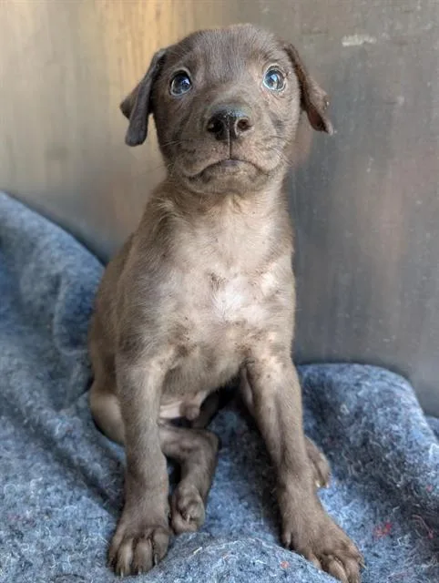 A baby small-sized male Labrador Retriever dog named Sputnik for adoption in San Antonio, TX
