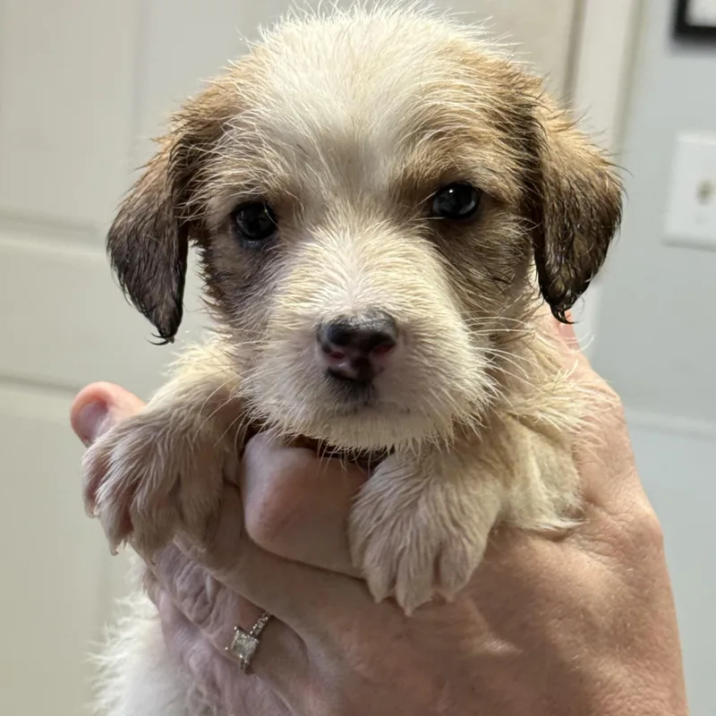A baby medium-sized male Mixed Breed dog named Powdered Sugar for adoption in Columbia, SC