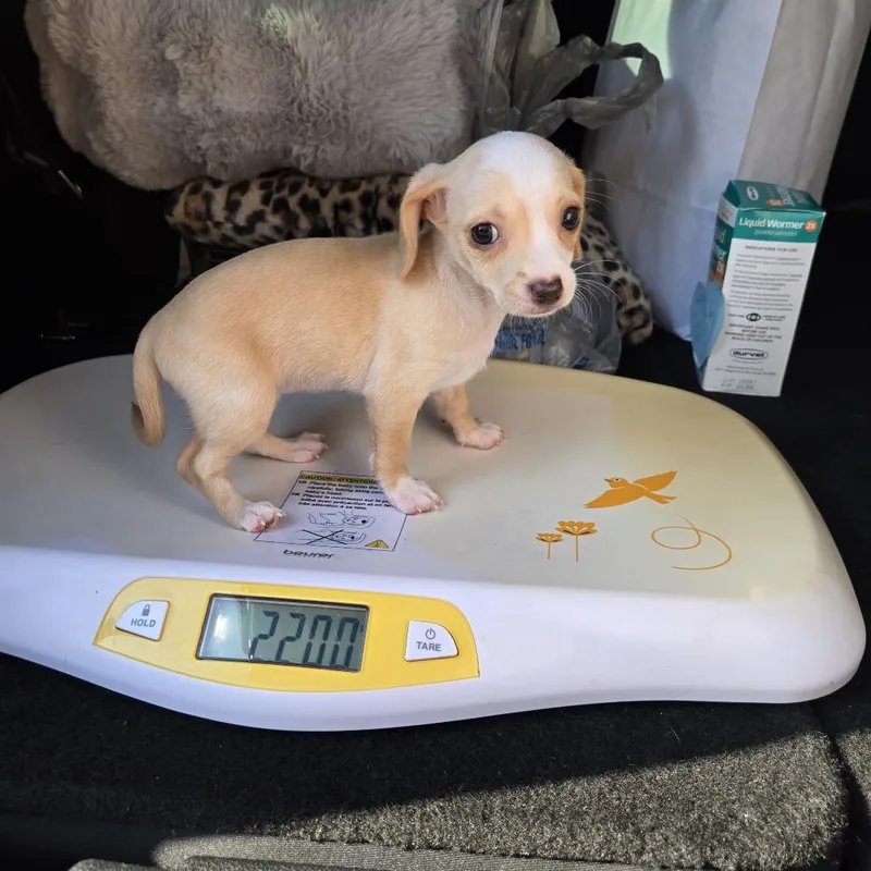 HF Puppy