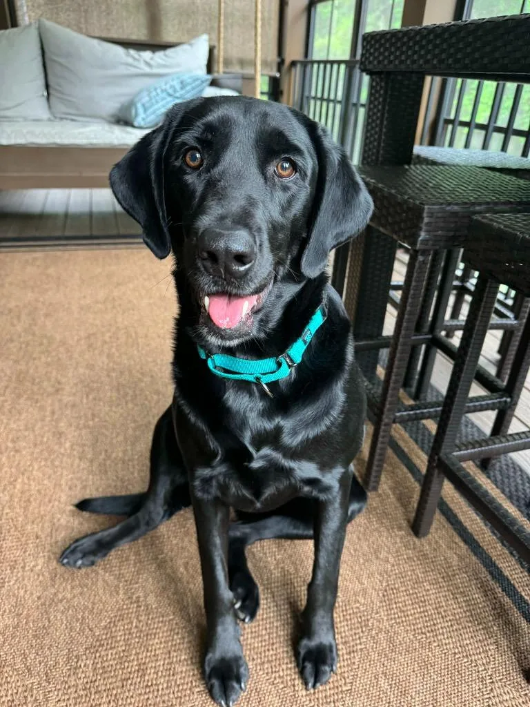 An adult large-sized female Labrador Retriever dog named Sadie for adoption in Waxhaw, NC