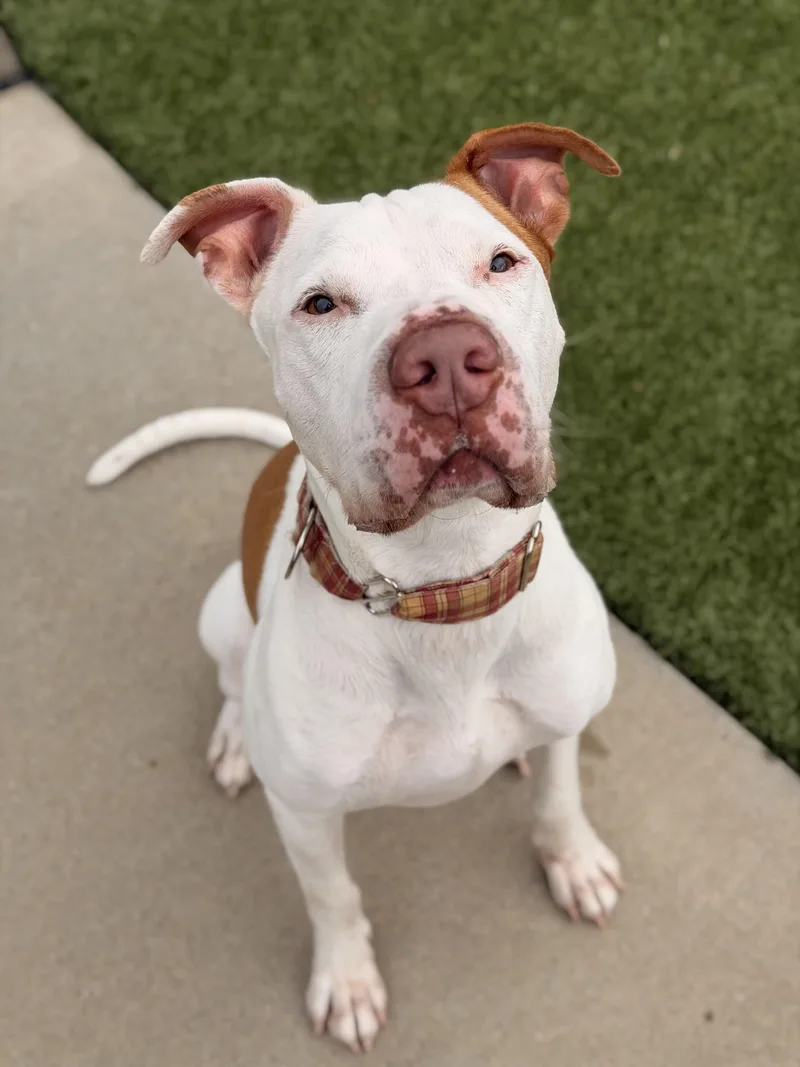 An adult large-sized male Yellow / Tan / Blond / Fawn Bull Terrier dog named Buster for adoption in Mount Juliet, TN