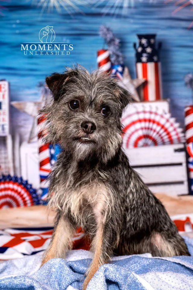 A young small-sized female Gray / Blue / Silver Border Terrier dog named Struppi for adoption in Myakka City, FL