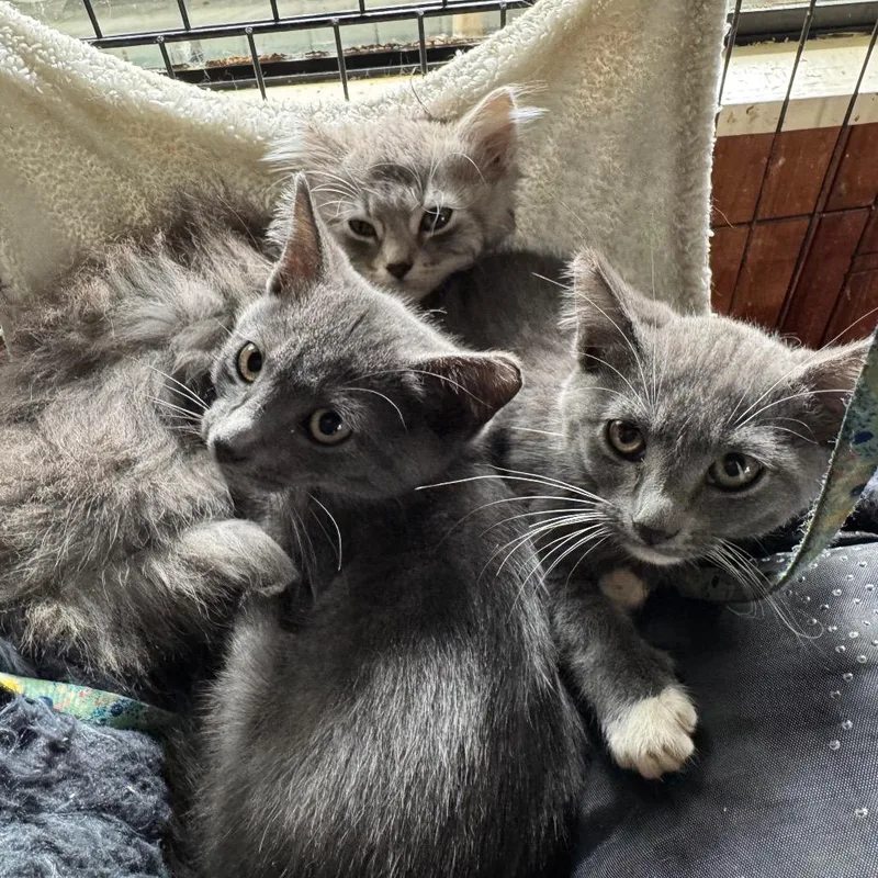 A baby small-sized male Gray / Blue / Silver Domestic Short Hair cat named Thunder for adoption in Volcano, HI