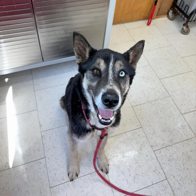An adult medium-sized male Gray / Blue / Silver Mixed Breed dog named Rocky Balboa for adoption in Columbiana, AL