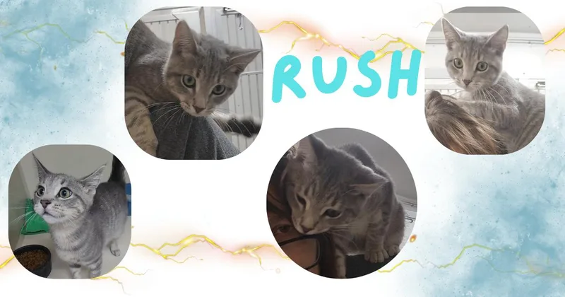 Rush