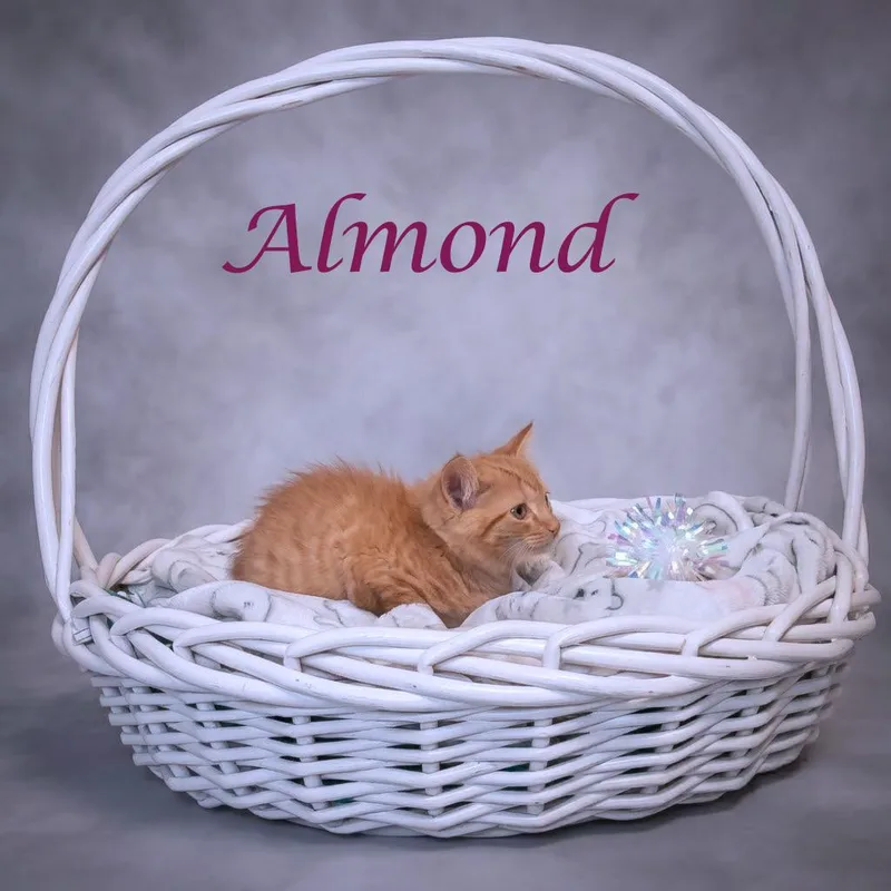 A baby small-sized female Orange / Red Domestic Short Hair cat named Almond C for adoption in Lebanon, TN