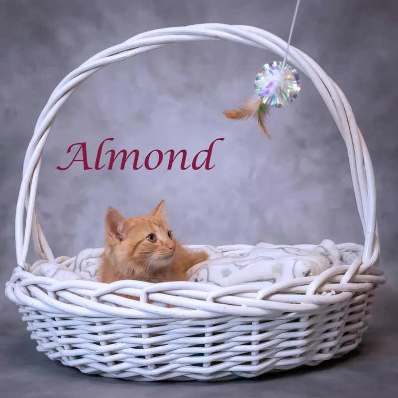 Almond C thumbnail 2