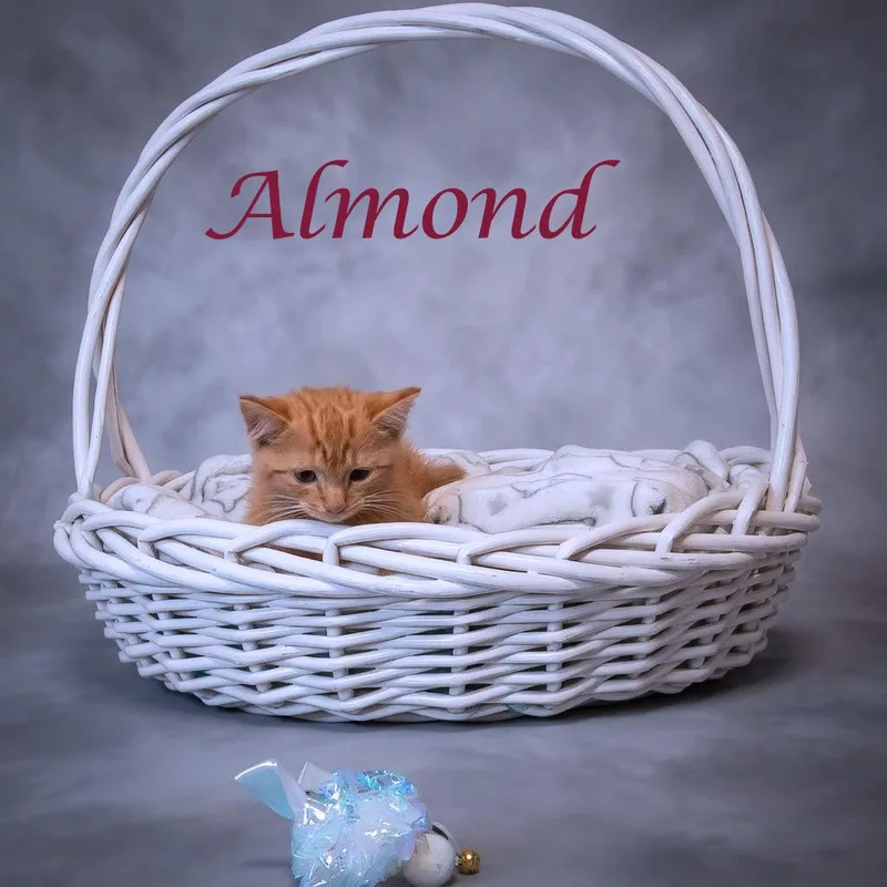 Almond C thumbnail 3