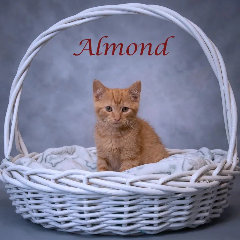 Almond C thumbnail 4