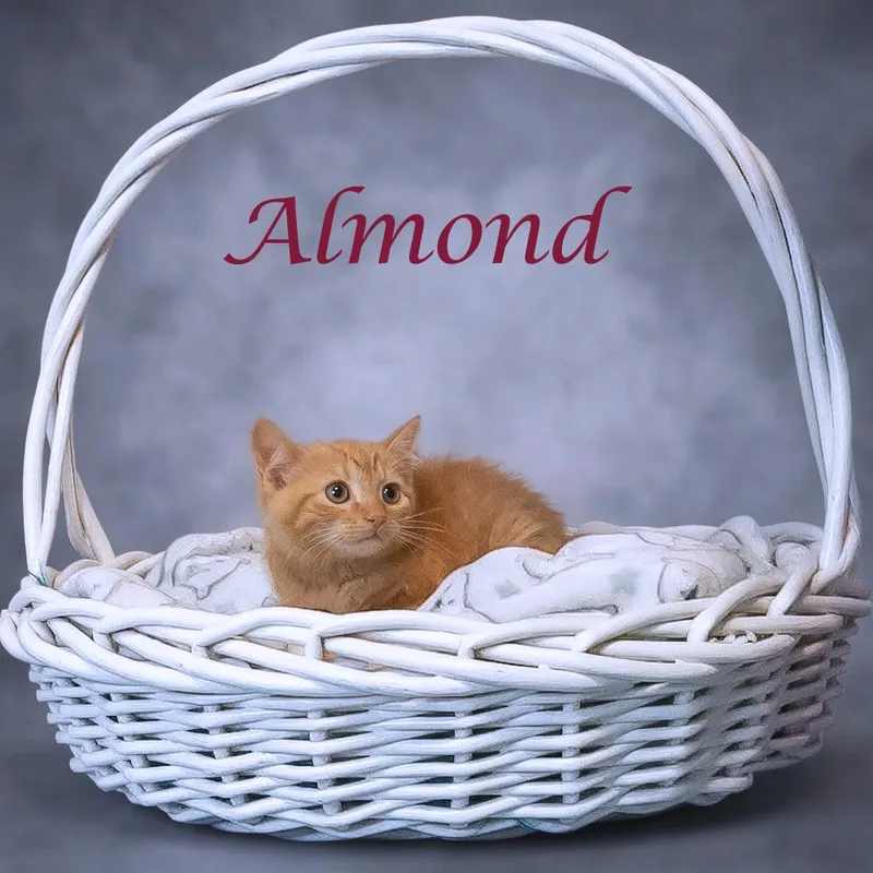 Almond C thumbnail 5