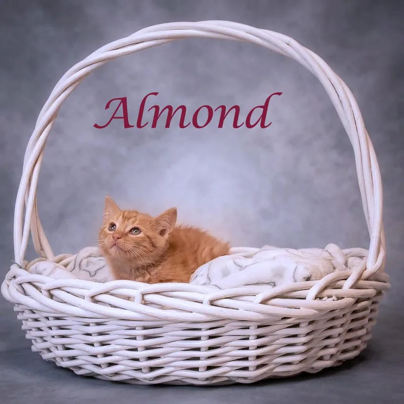 Almond C thumbnail 6