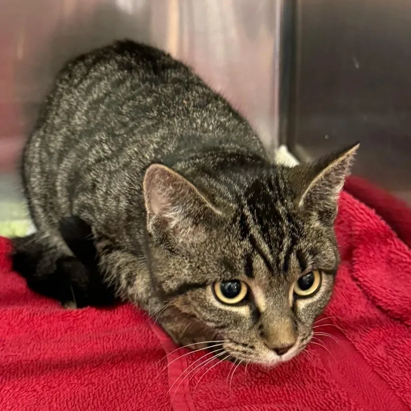 A young small-sized female Gray / Blue / Silver Domestic Short Hair cat named Luna C for adoption in Elbow Lake, MN