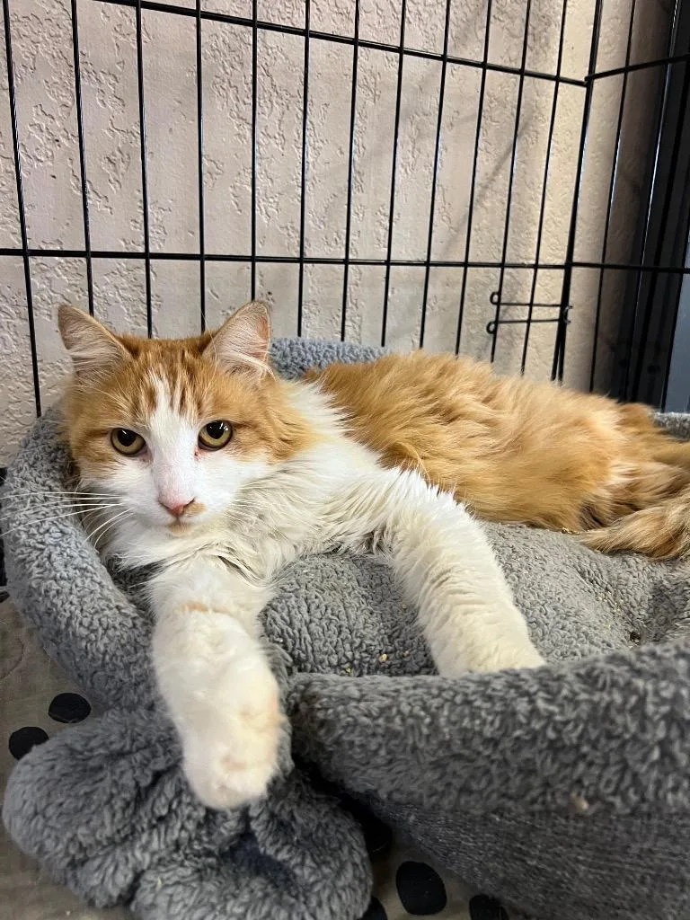 A young medium-sized female Orange & White Domestic Long Hair cat named Diamond for adoption in Mira Loma, CA