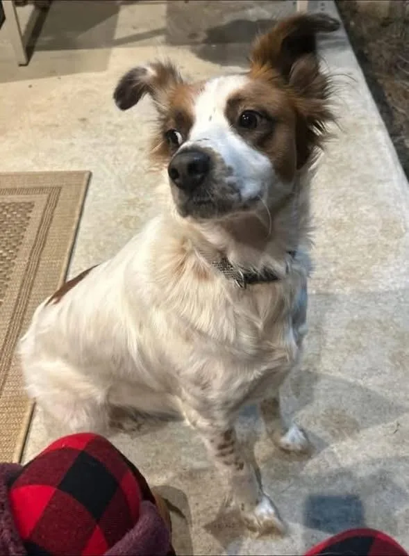 An adult medium-sized female Brittany Spaniel dog named Penny for adoption in Alexander, AR