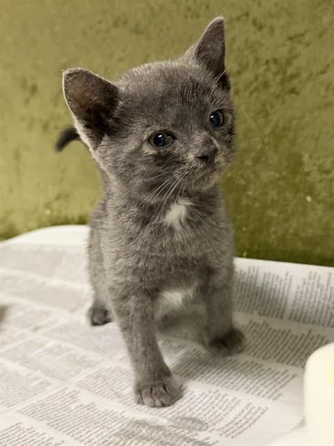 A baby small-sized female Domestic Short Hair cat named Twinkle for adoption in Riverside, CA