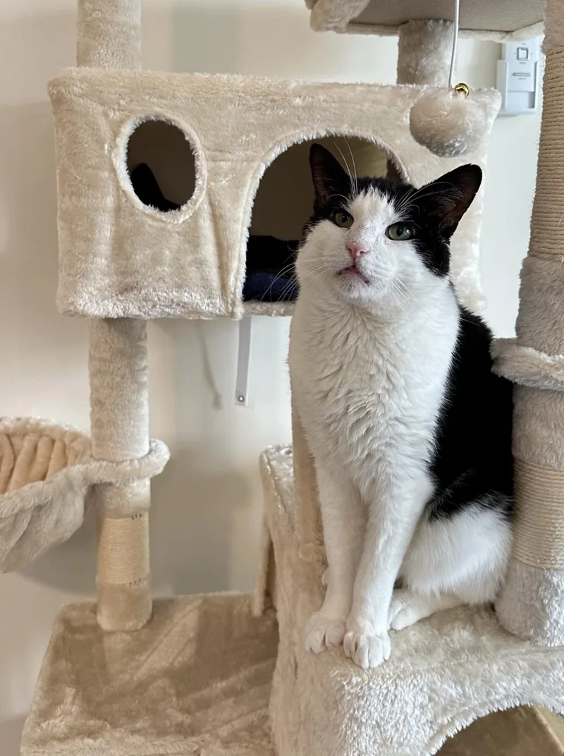 Wilson The Lover! thumbnail 2