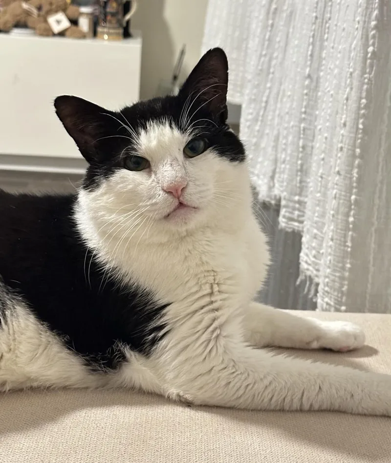 Wilson The Lover! thumbnail 4